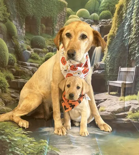 Seasonal bandanas