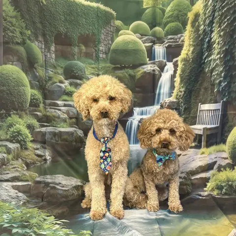Two groomed poodles