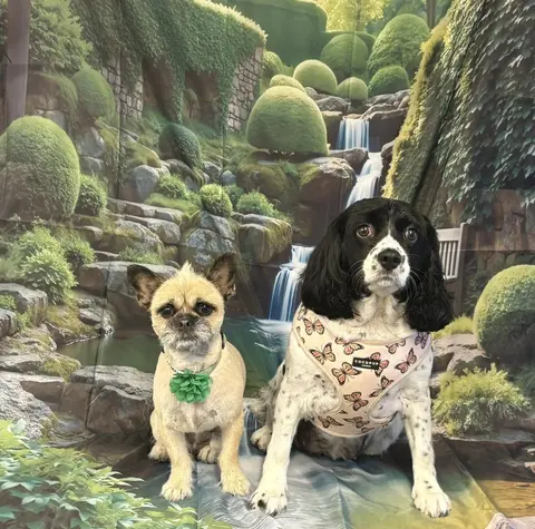 Two groomed dogs, woodland backdrop